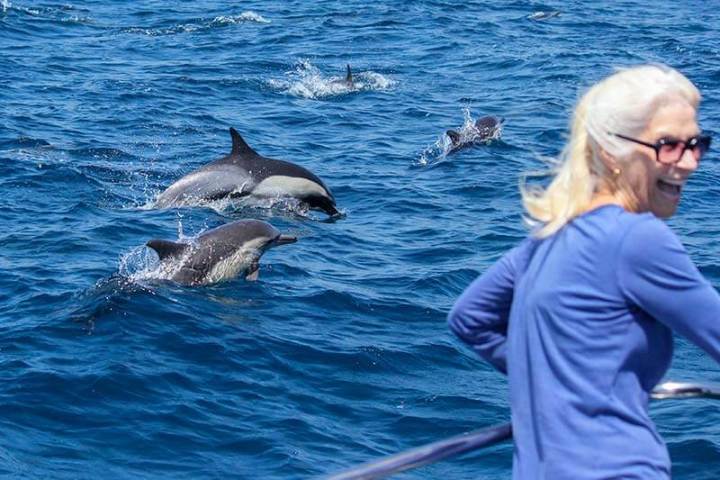 a dolphin swimming in a body of water