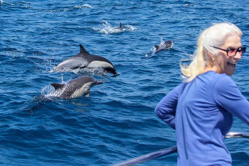 Common-Dolphin-9396_Copyright-Dolphin-Safari_800x533 a dolphin swimming in a body of water
