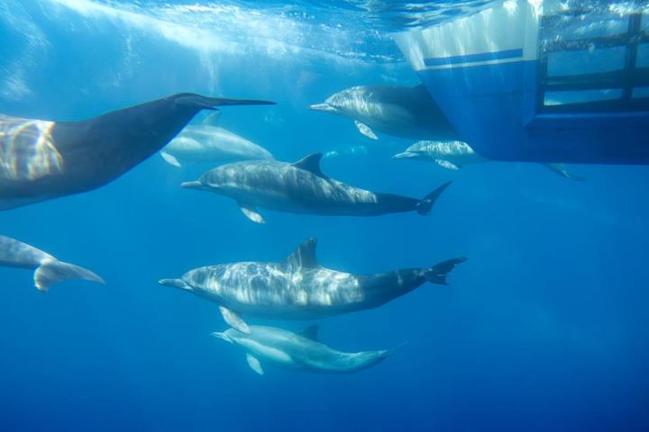 A pod of common dolphins swimming underwater as seen from Capt. Dave's exclusive eye-to-eye underwater viewing pods on Manute'a