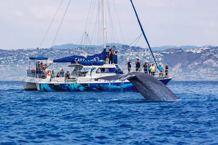 A giant blue whale tail lifts out of the ocean next to Dana Point's 5-star whale watching boat, Manute'a