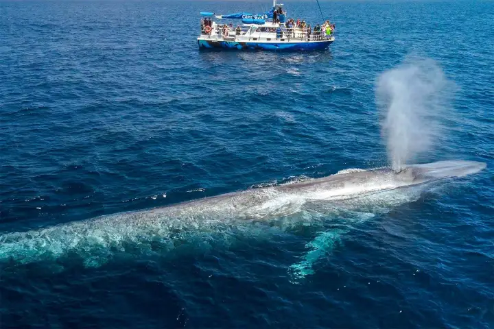 A massive blue whale surfaces next to Captain Dave's 5-star whale watching boat, Manute'a