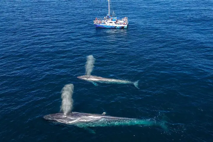 Drone view of Dana Point's 5-star whale watching boat viewing mother and calf blue whales