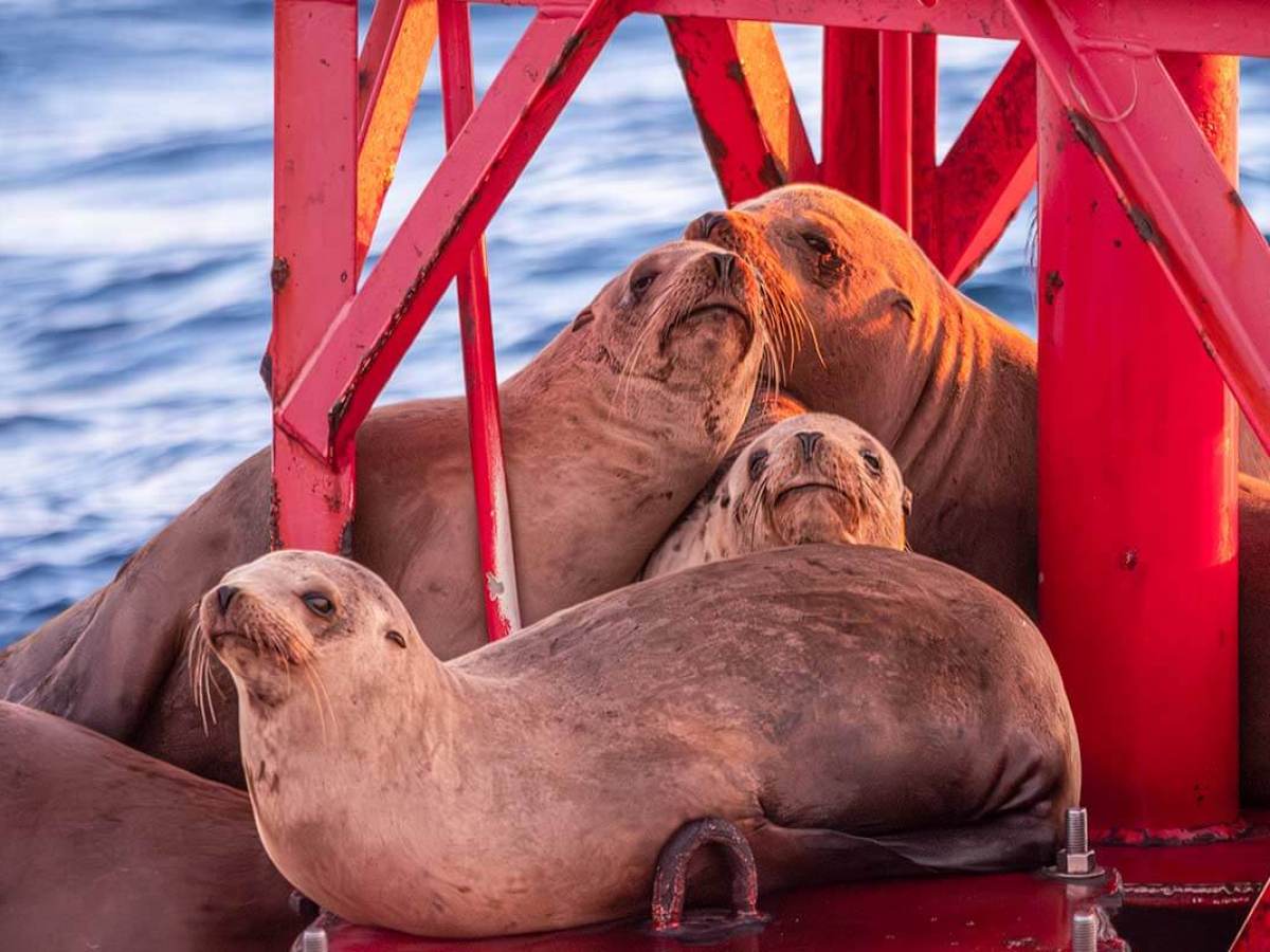 A group of sea lions lounge on a red buoy at sunset near Dana Point, California