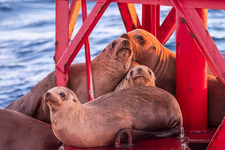 A group of sea lions lounge on a red buoy at sunset near Dana Point, California