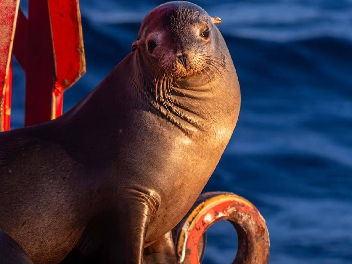 A sea lion enjoys the soft glow of the setting sun on a red buoy off the coast of Dana Point, California