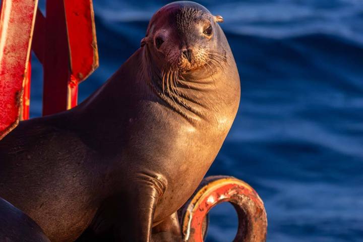 A sea lion enjoys the soft glow of the setting sun on a red buoy off the coast of Dana Point, California