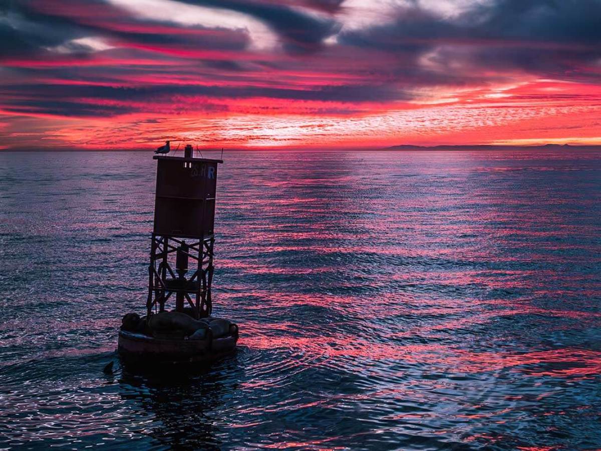 Sea lions and a bird relax on a buoy at sea with a brilliant orange and purple sunset off the coast of Dana Point, California