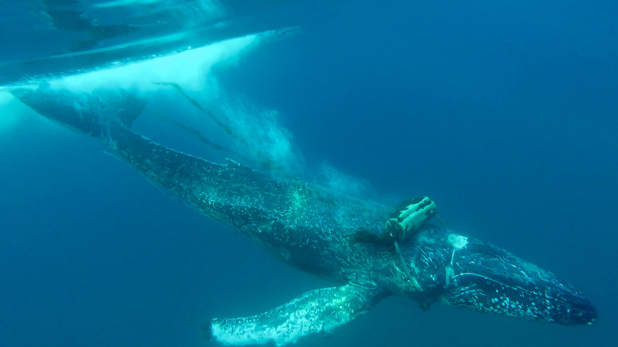 Underwater view of an entangled whale with equipment attached to its back as seen during a Dana Point whale watching tour