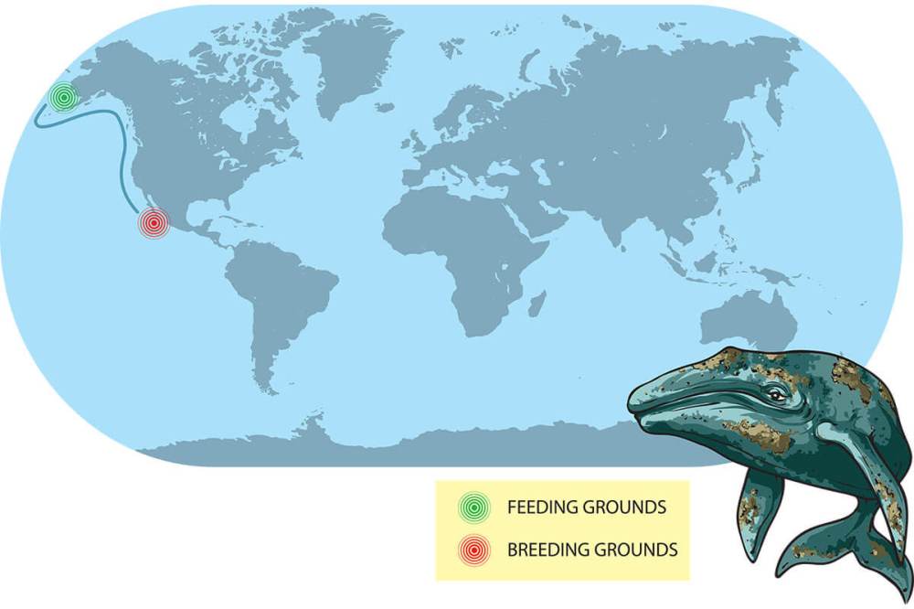 Map showing feeding and breeding grounds of gray whales with migration path and whale illustration.