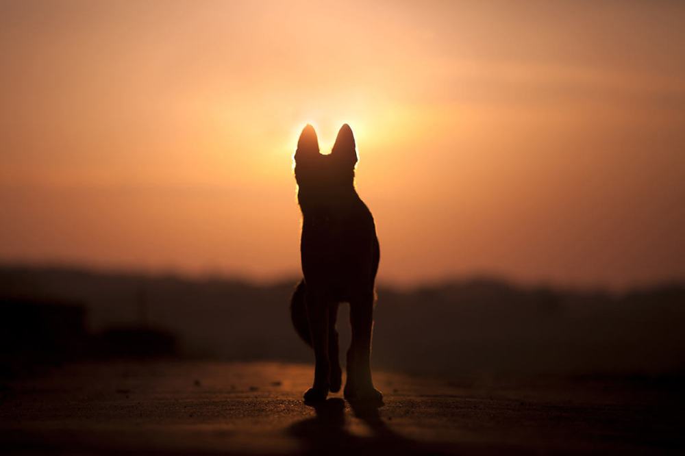Silhouette of a dog standing against a sunset backdrop.